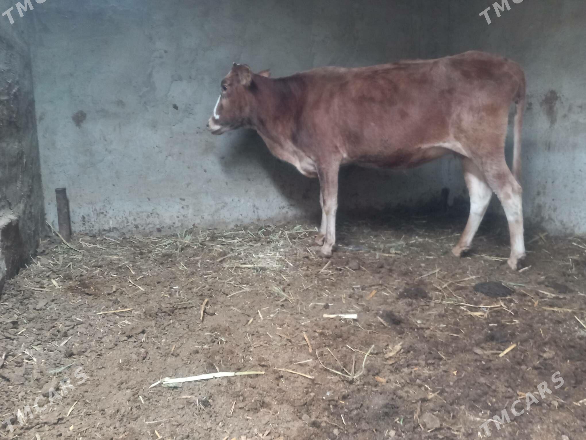 gole.okuzce goleli sygyr - Мары - img 5