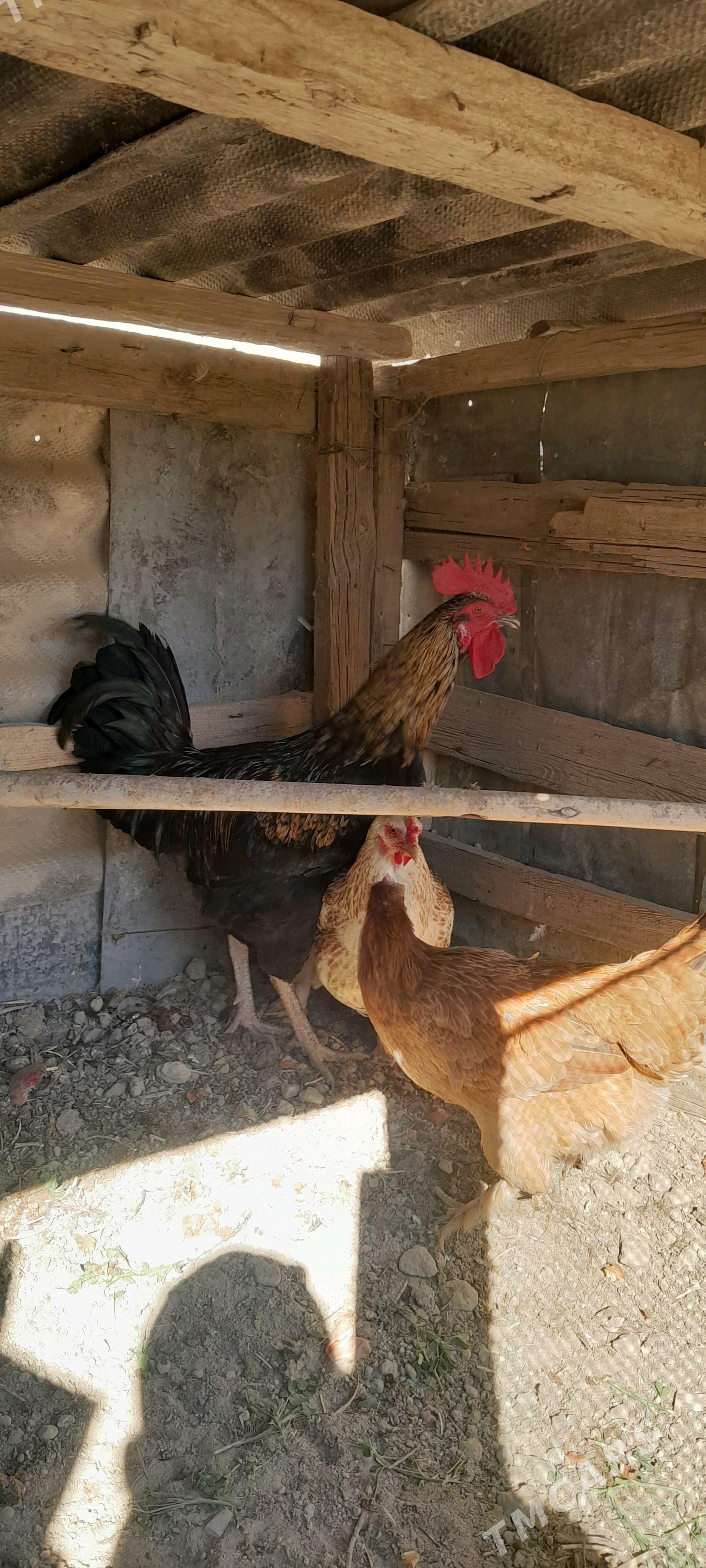 gigant horaz - Gökdepe - img 1