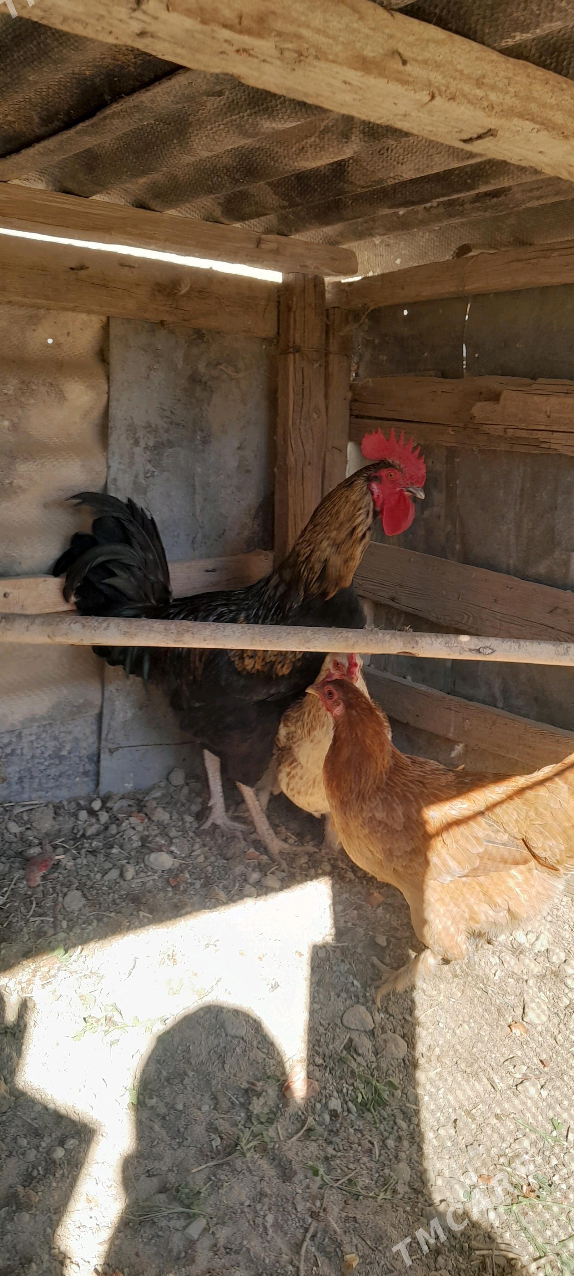 gigant horaz - Gökdepe - img 2