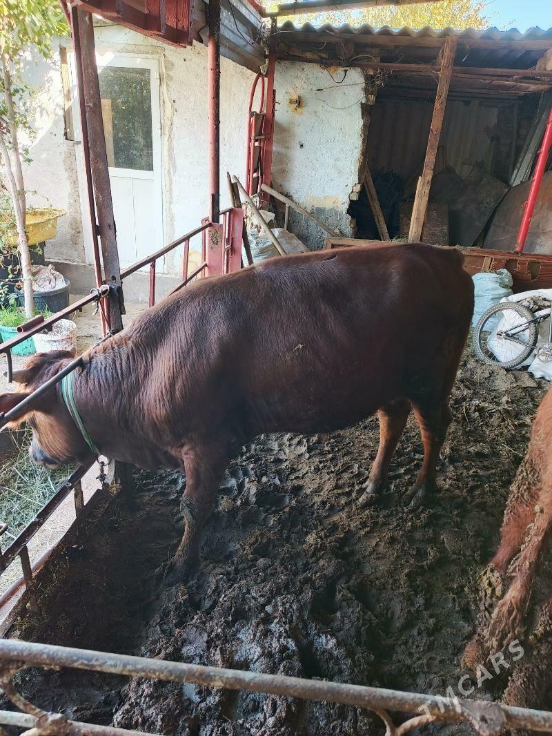 öküz bakymda duran - Хитровка - img 2