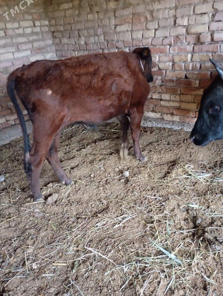 5sany okuz - Baýramaly - img 8