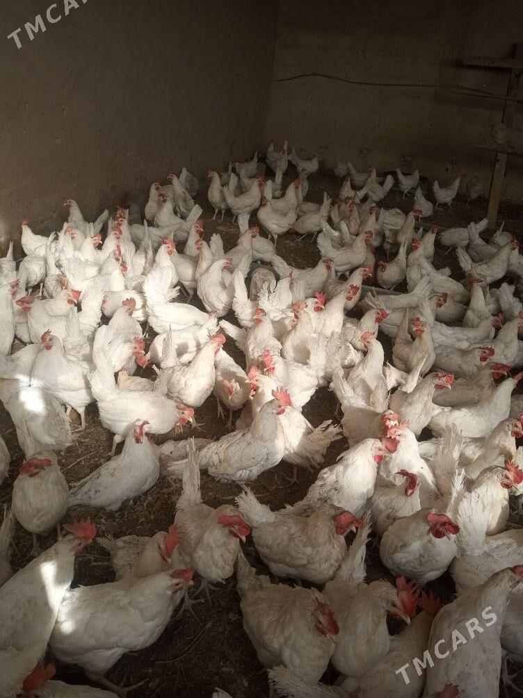 Guzlaýjy towuklar - Гызыларбат - img 2