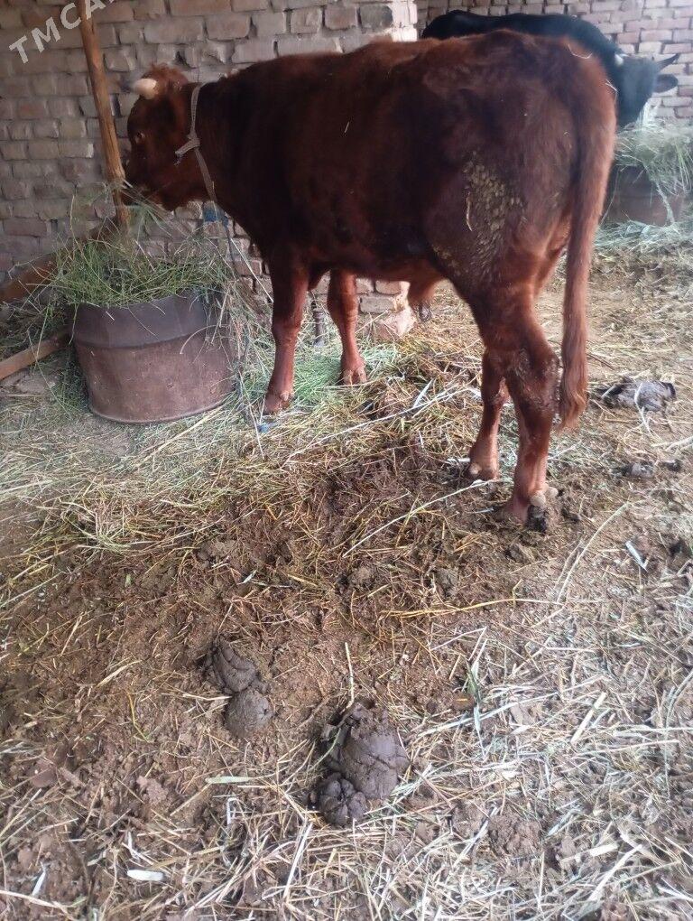 5sany okuz - Baýramaly - img 10