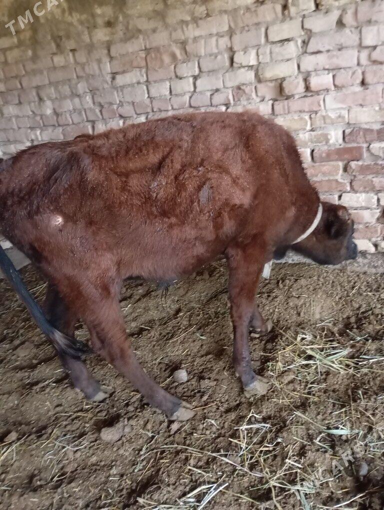 5sany okuz - Baýramaly - img 4