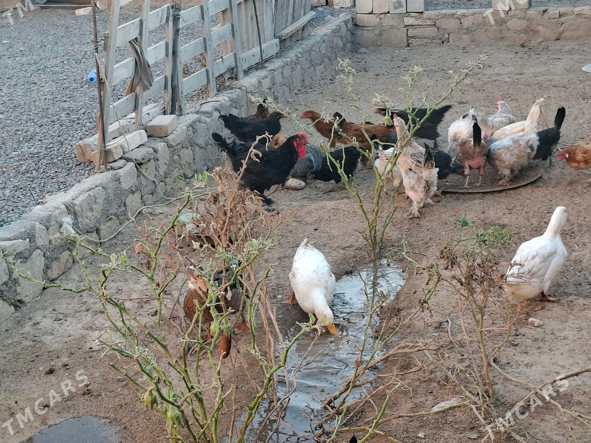 towuk ördek - Türkmenbaşy - img 2