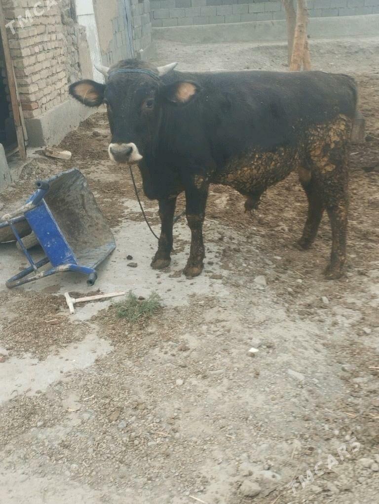 okuzokuzokuz - Bäherden - img 1