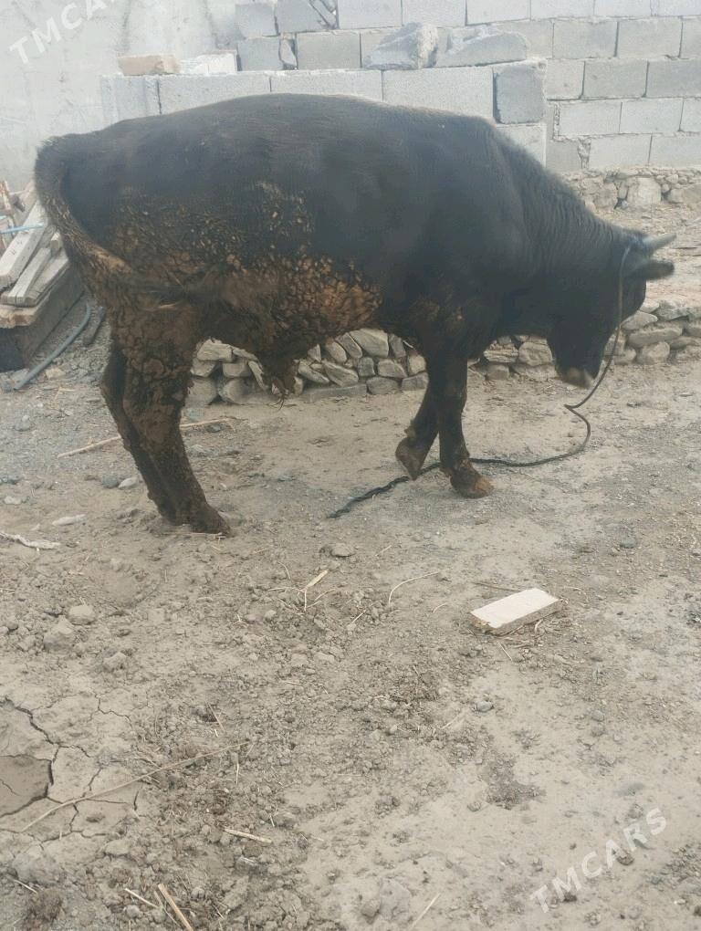 okuzokuzokuz - Bäherden - img 3