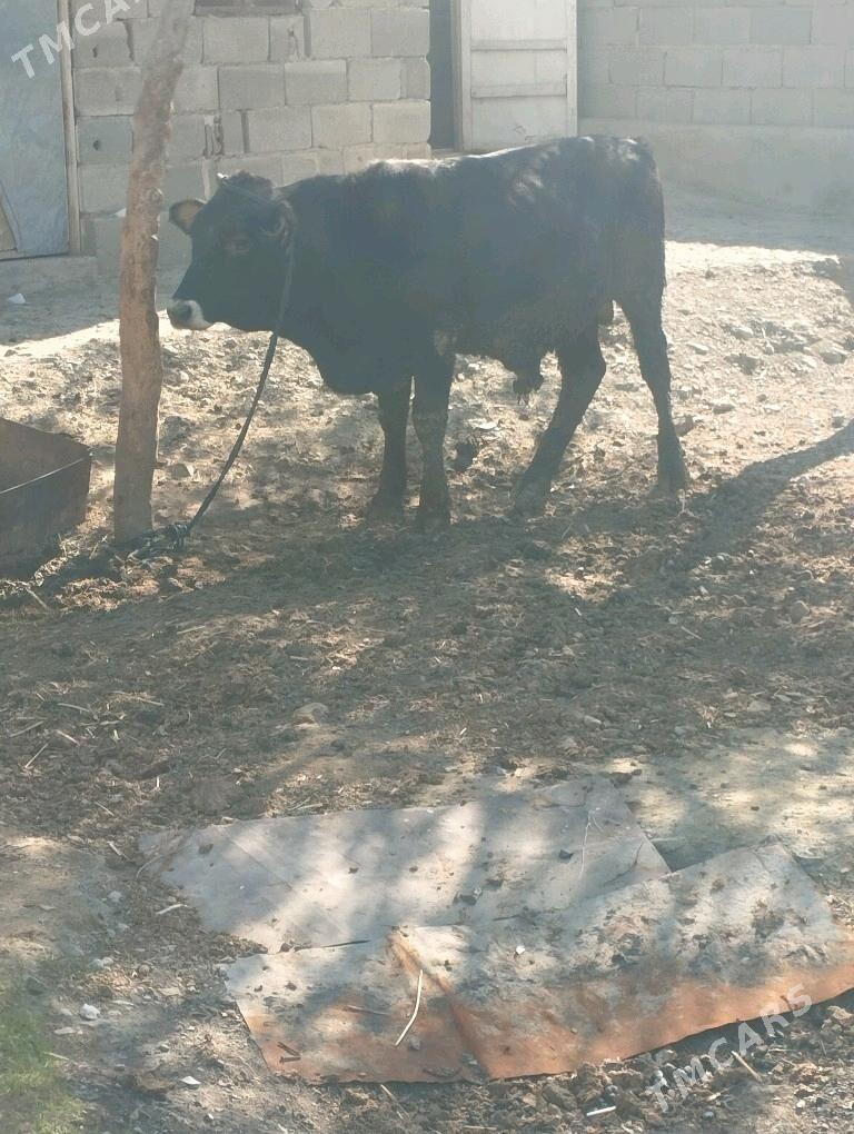 okuzokuzokuz - Bäherden - img 4