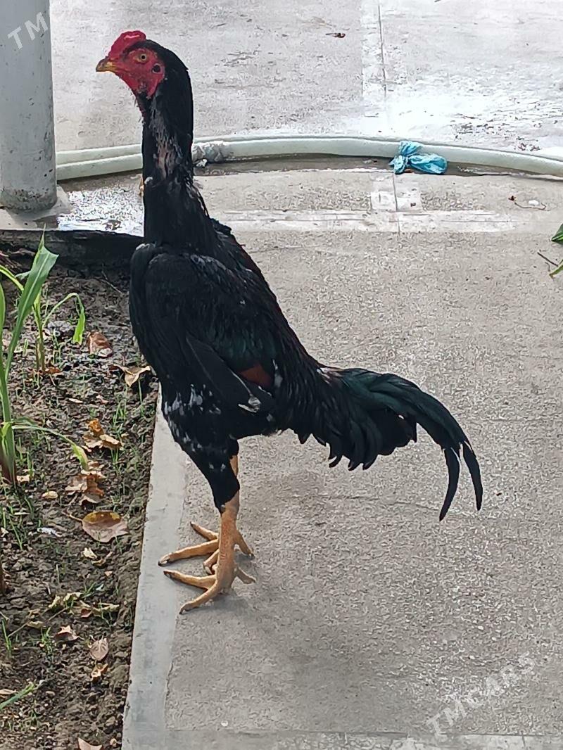 Bayes. - Mary - img 1