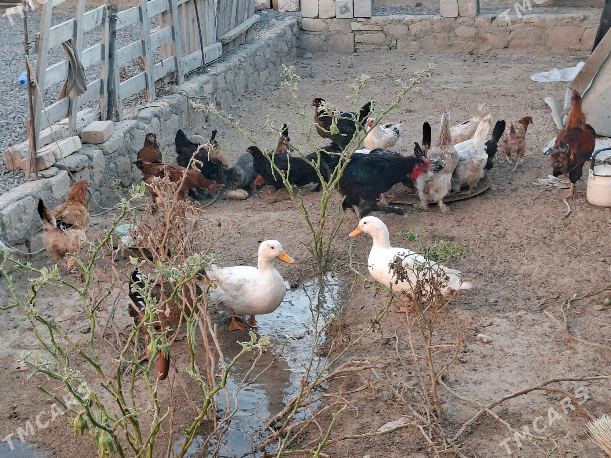 towuk ördek - Türkmenbaşy - img 1