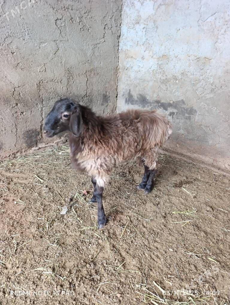 tokly - Aşgabat - img 2