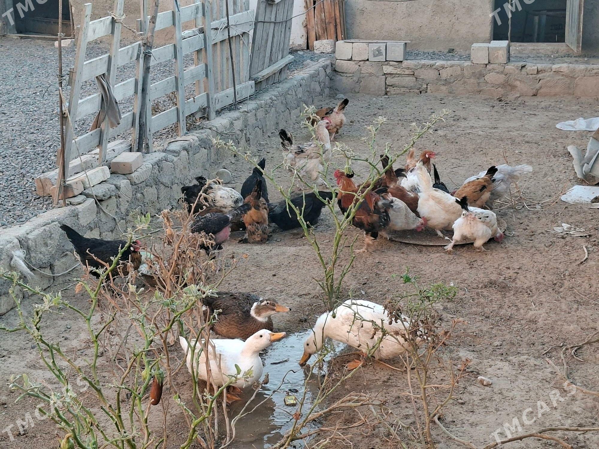 towuk ördek - Türkmenbaşy - img 3