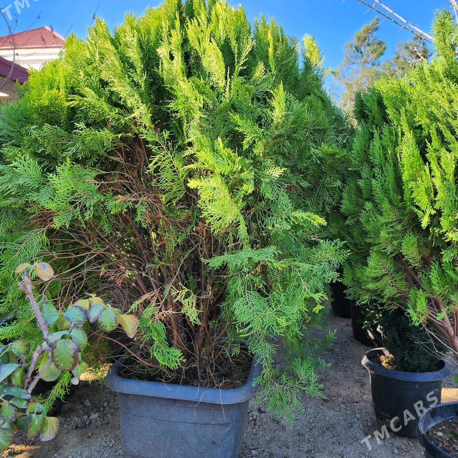 dekoratiw baglar - Çoganly - img 4