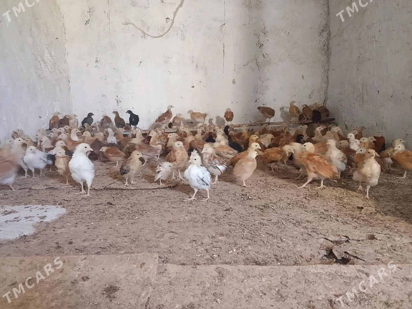 towuk juje - Bäherden - img 5