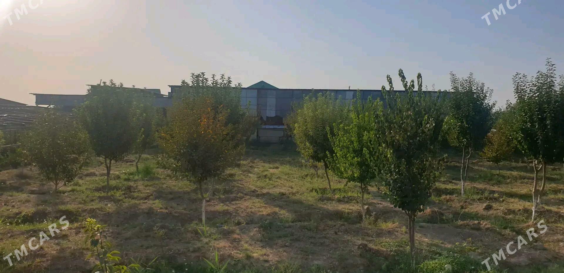 satlyk jaý - Gökdepe - img 10