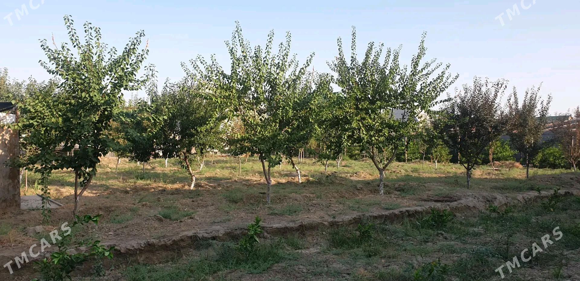 satlyk jaý - Gökdepe - img 4