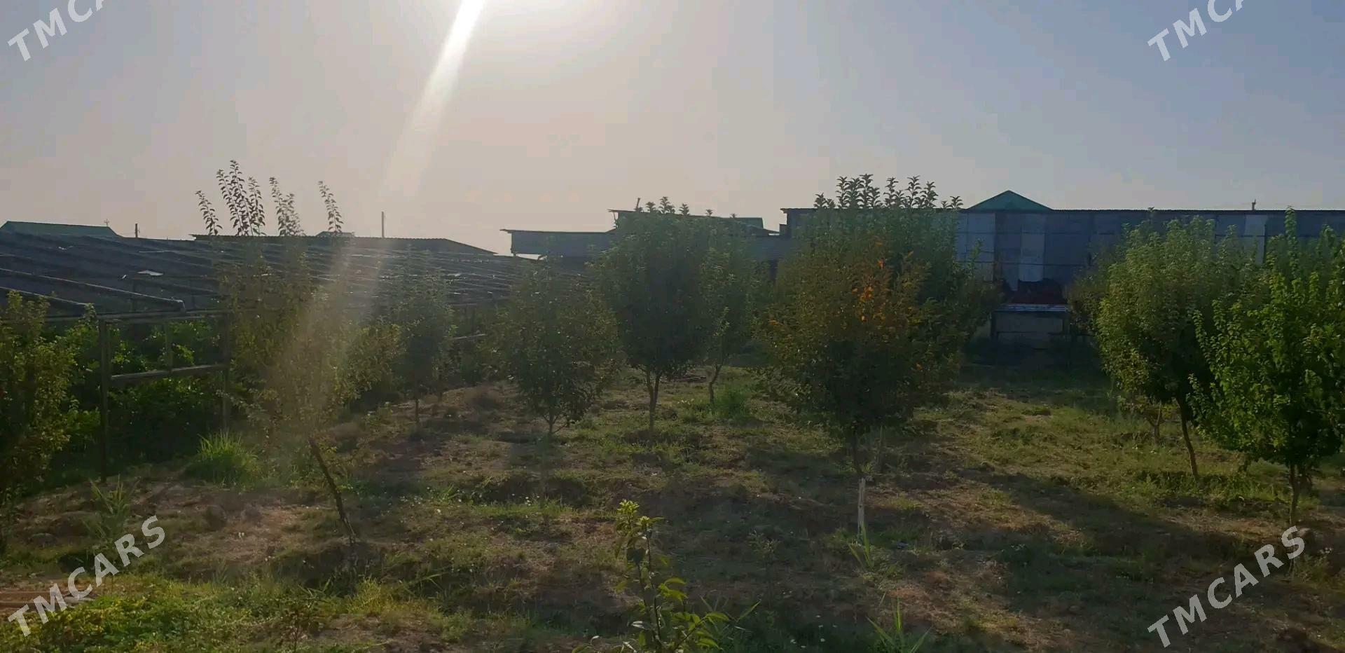 satlyk jaý - Gökdepe - img 9