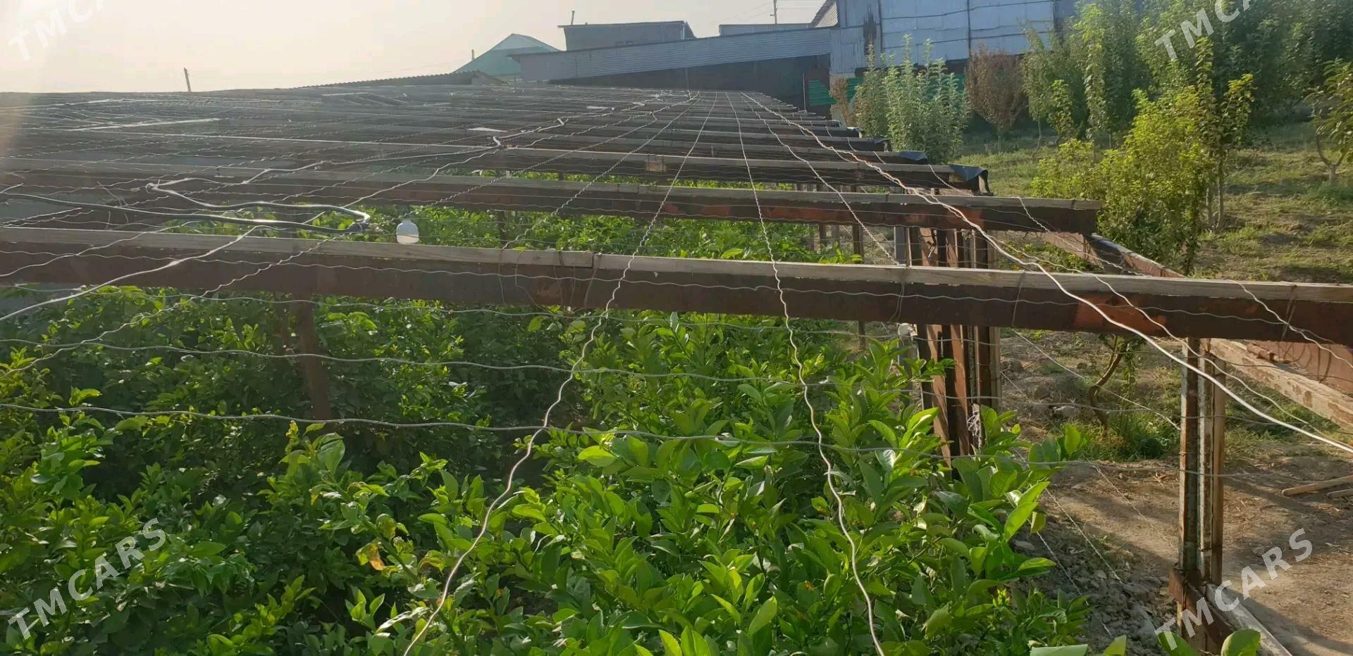 satlyk jaý - Gökdepe - img 6