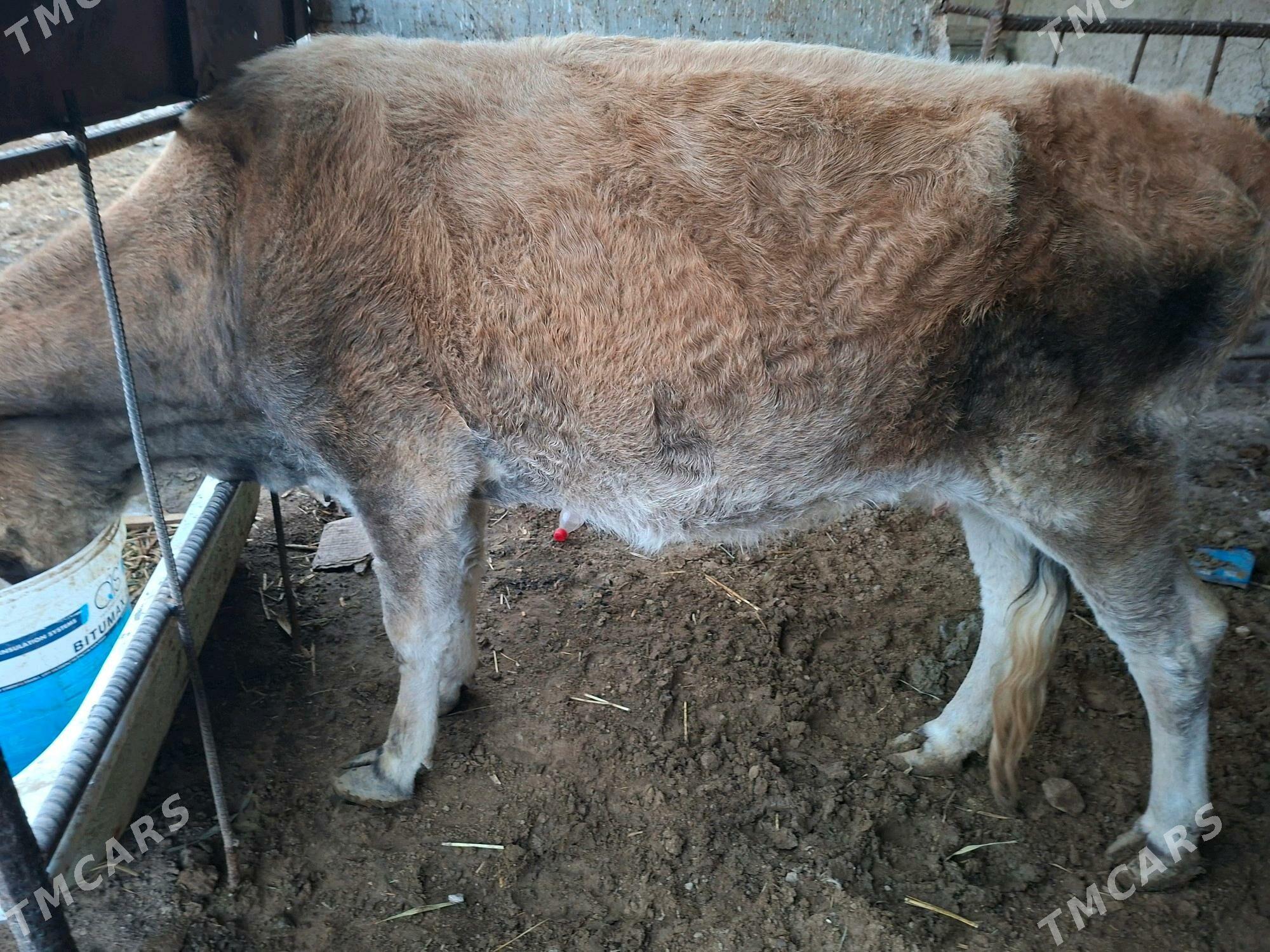 sygyr - Türkmenbaşy - img 2