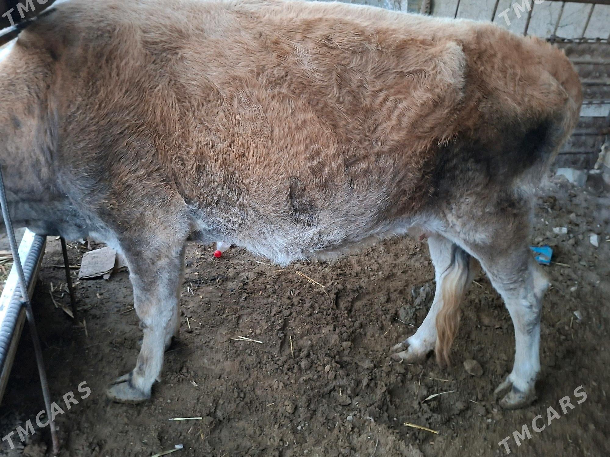 sygyr - Türkmenbaşy - img 3