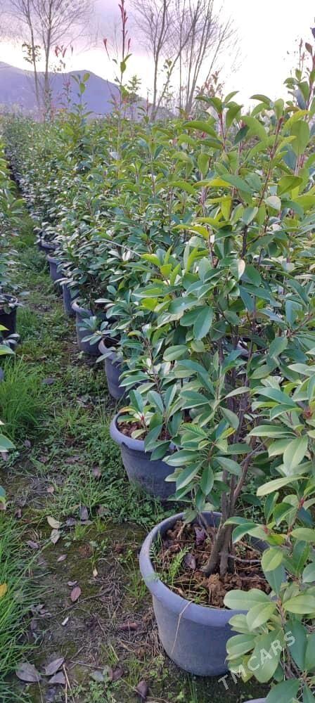 dekoratiw baglar - Çoganly - img 5