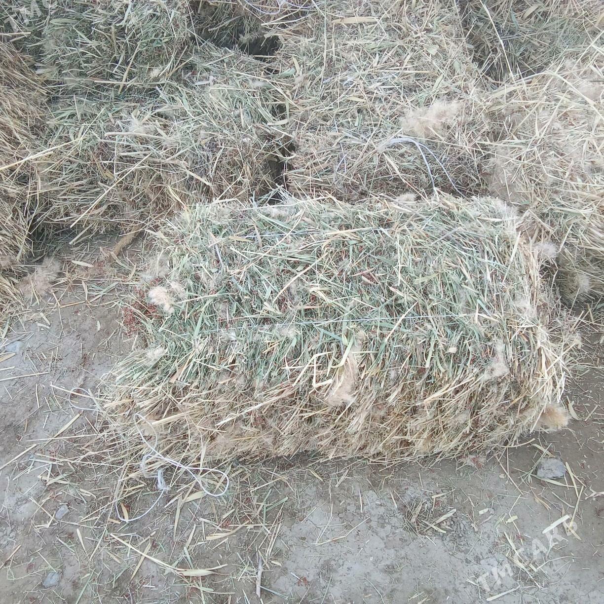 gamyş yandak garyşyk pres - Bäherden - img 3