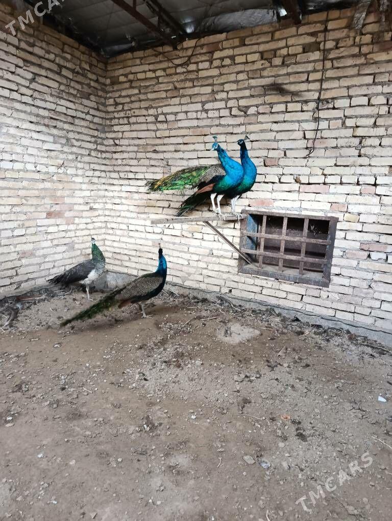 tawus guş - Туркменабат - img 7