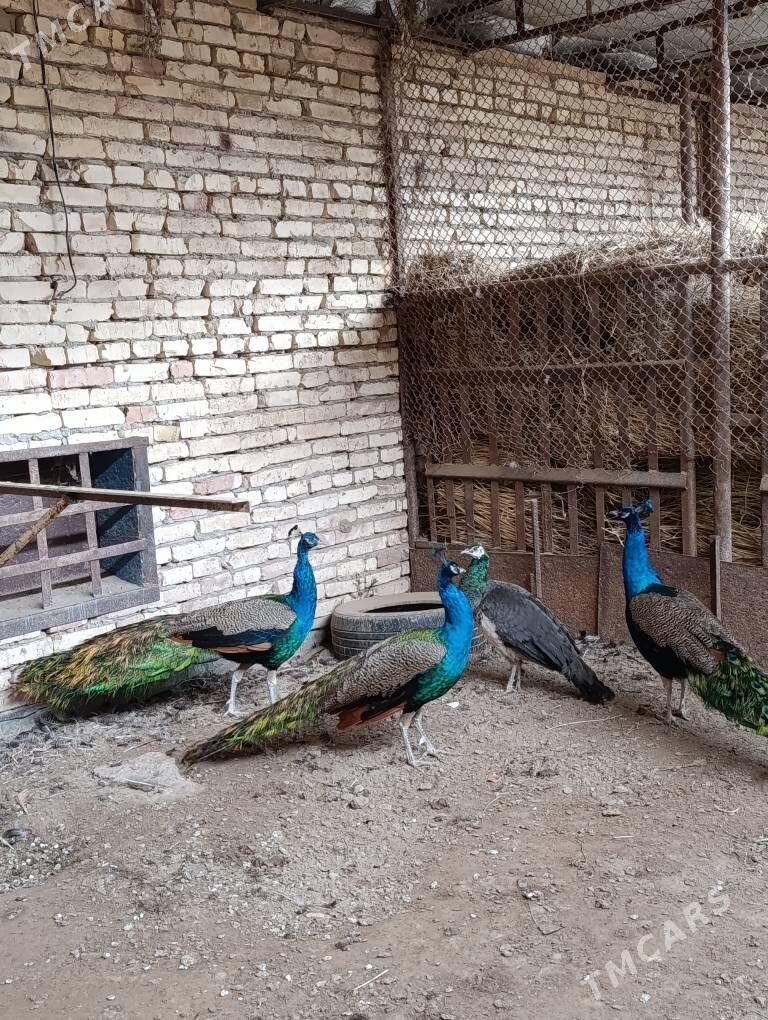 tawus guş - Туркменабат - img 2