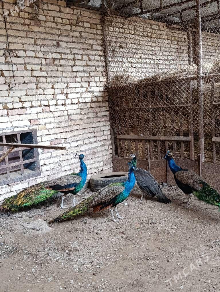 tawus guş - Туркменабат - img 1