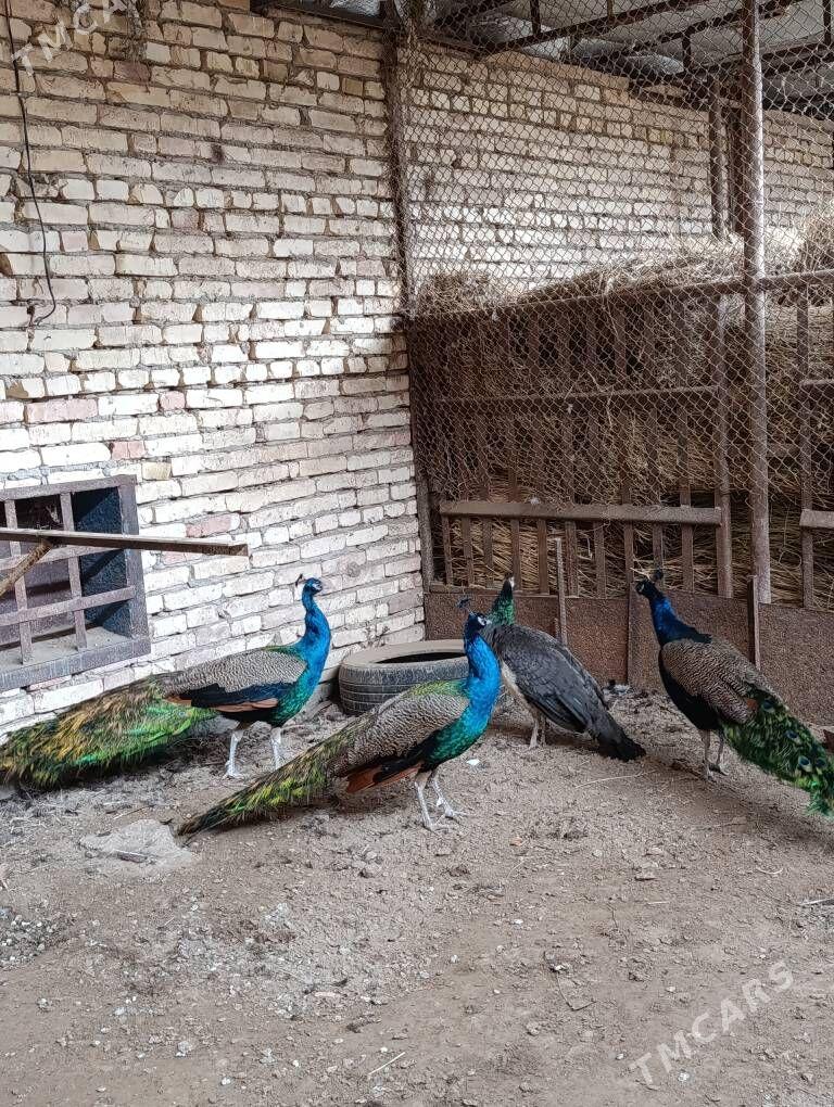 tawus guş - Туркменабат - img 3