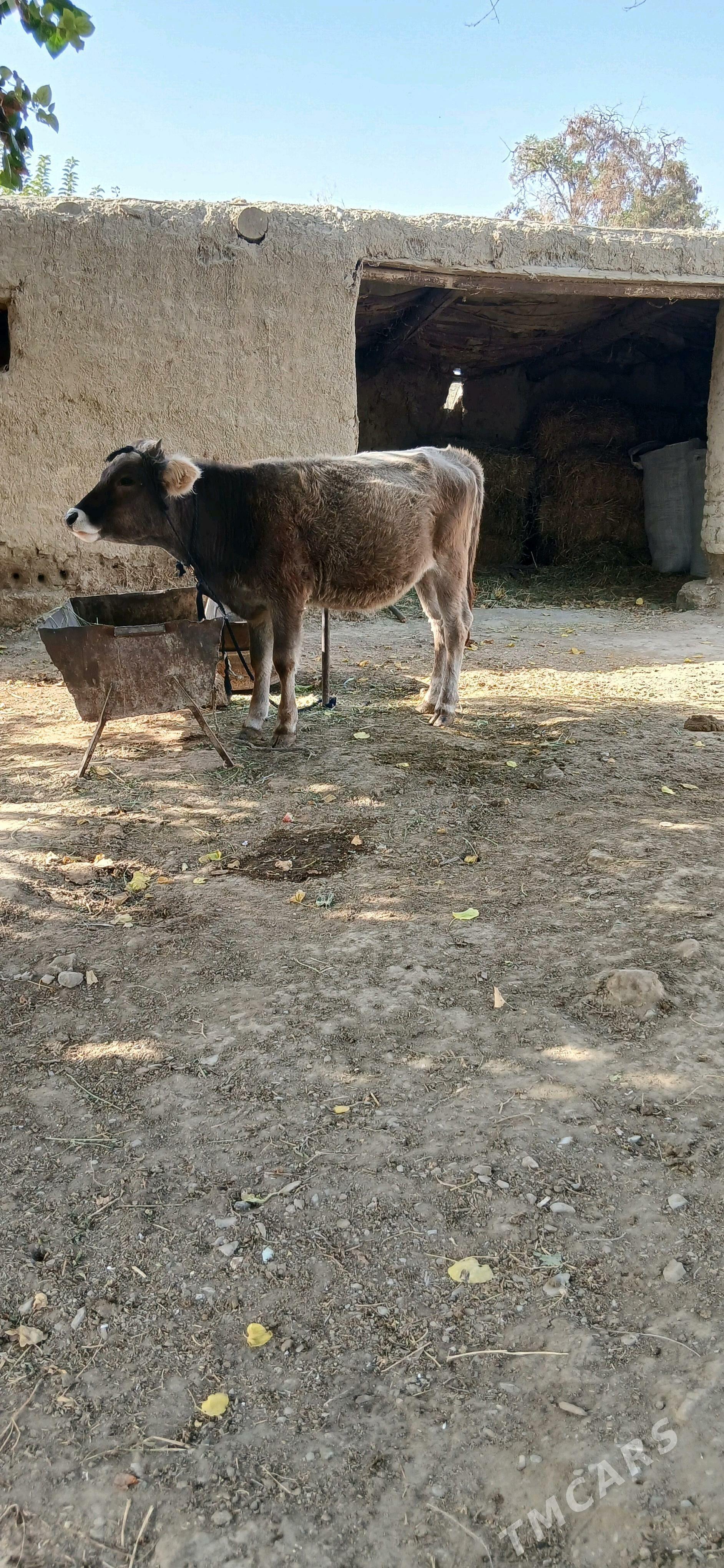 Tüwe - Бахарден - img 3