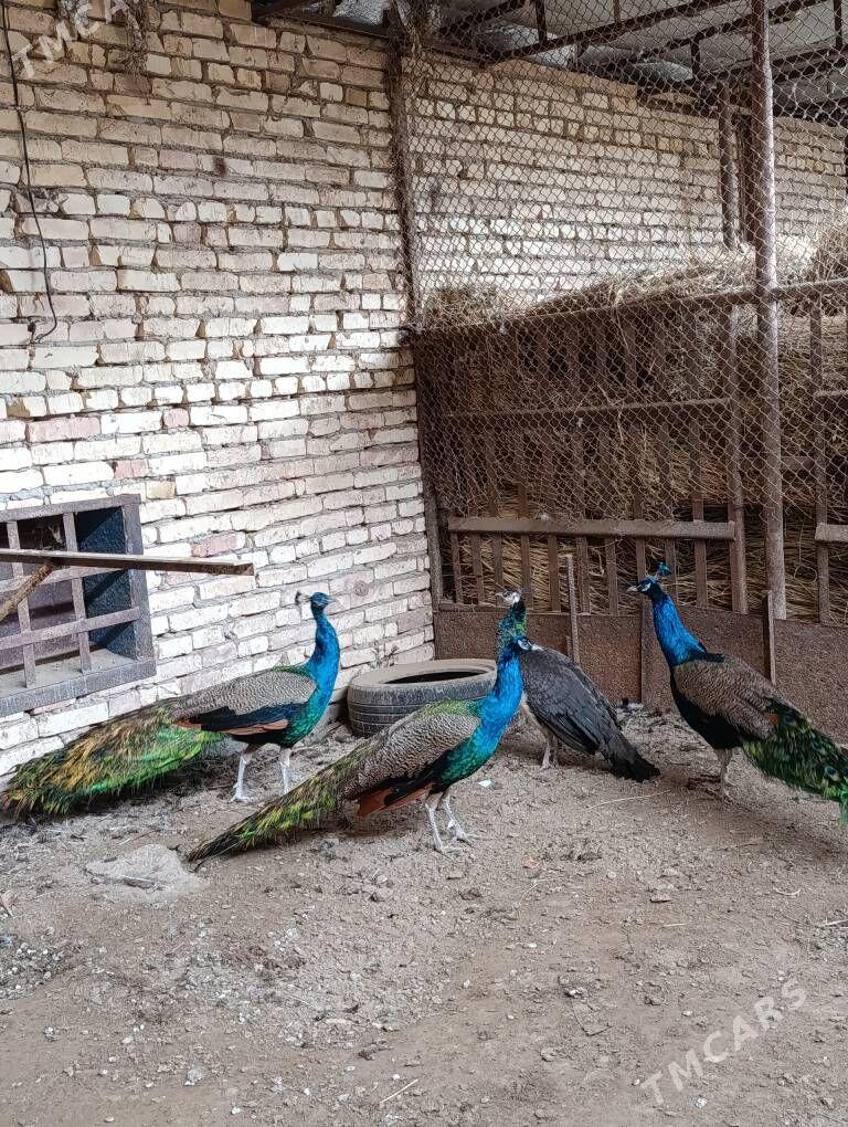 tawus guş - Туркменабат - img 4