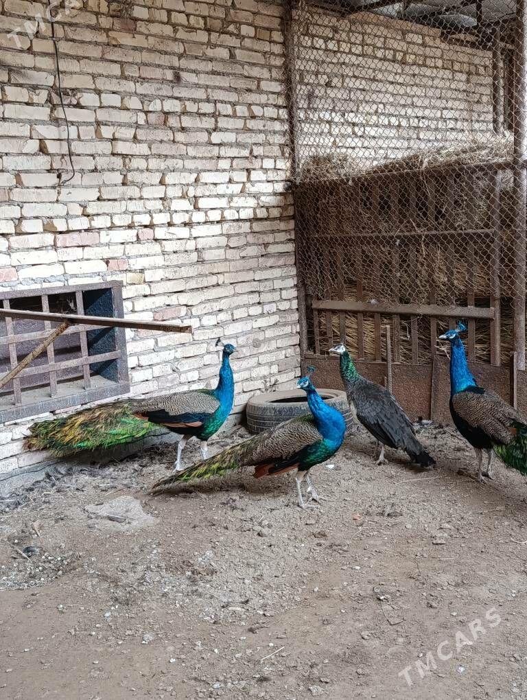 tawus guş - Туркменабат - img 5