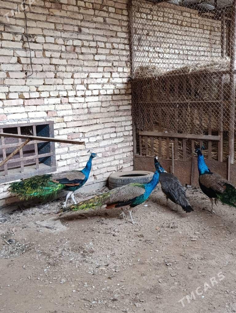 tawus guş - Туркменабат - img 6