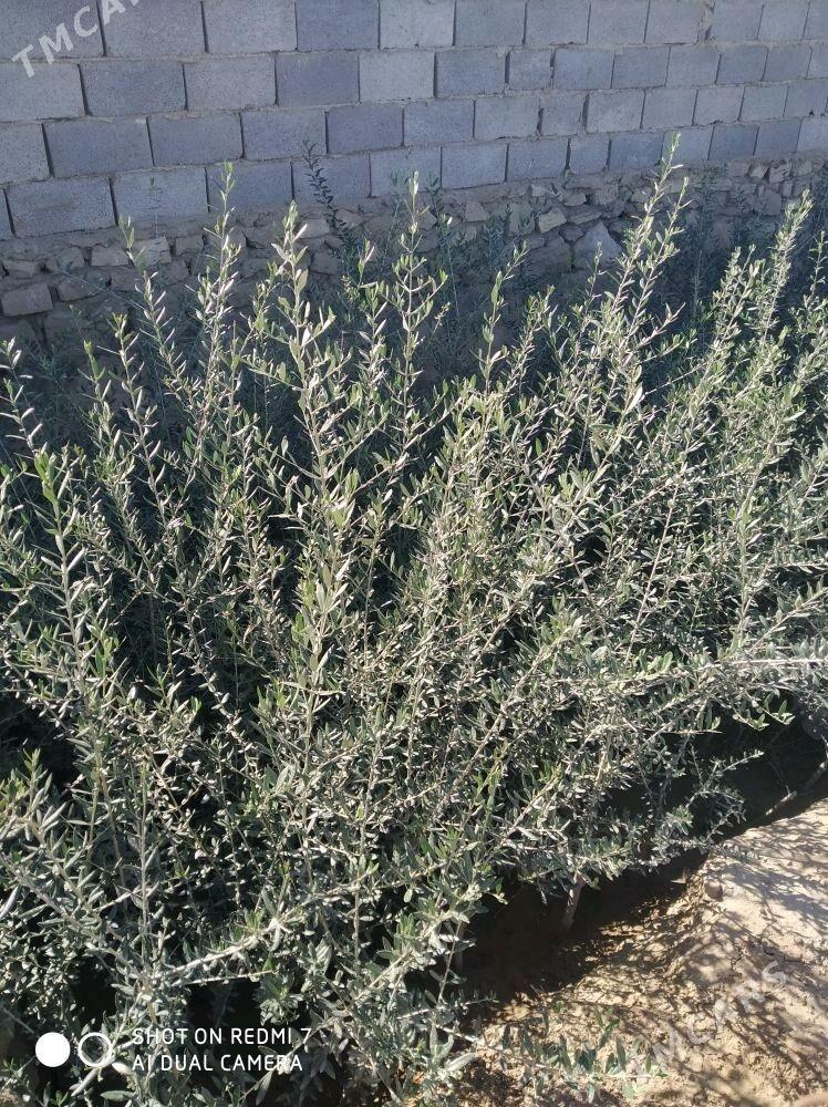 zeytun agajy - Etrek - img 2