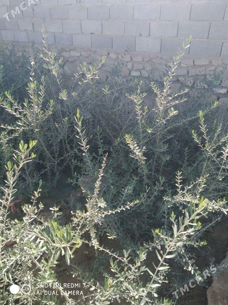 zeytun agajy - Etrek - img 3