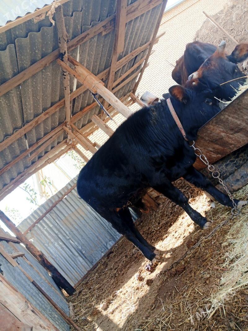 Göleli sygyr - Байрамали - img 4