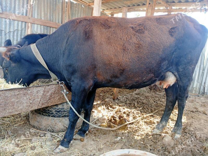 Göleli sygyr - Байрамали - img 3