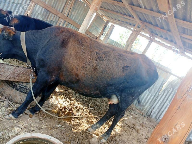 Göleli sygyr - Байрамали - img 2