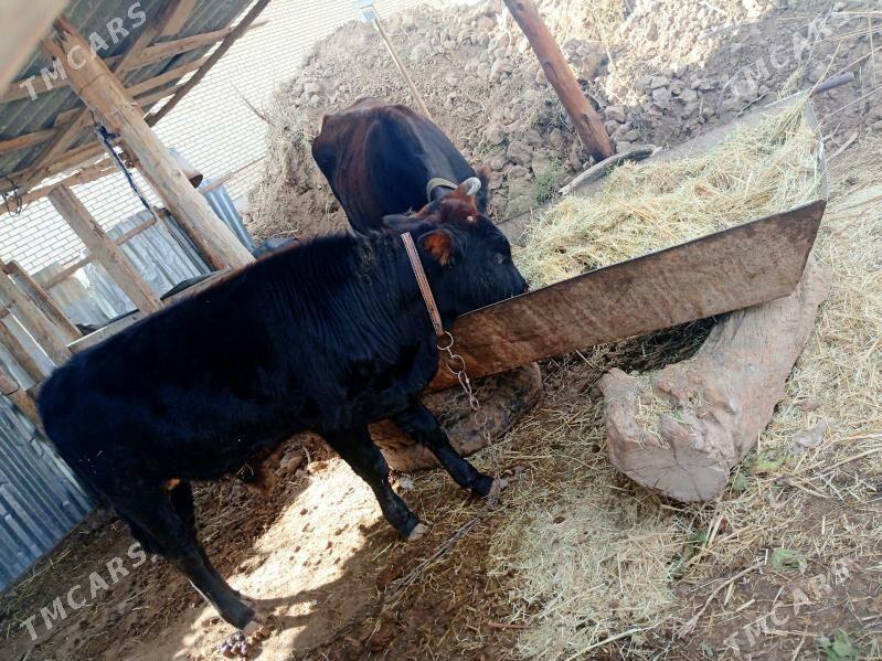 Göleli sygyr - Байрамали - img 6