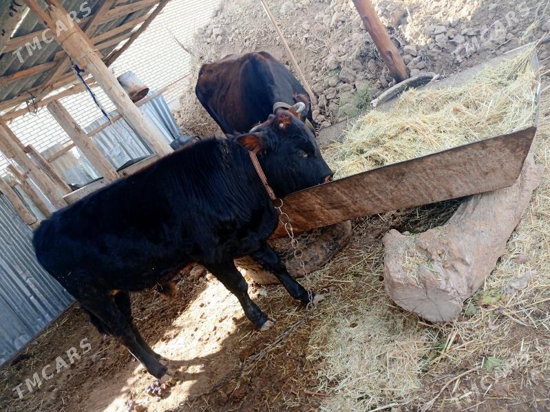 Göleli sygyr - Байрамали - img 7