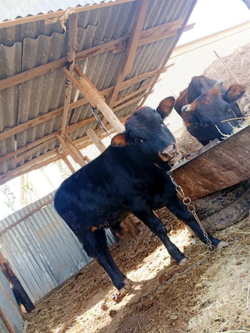 Göleli sygyr - Байрамали - img 5