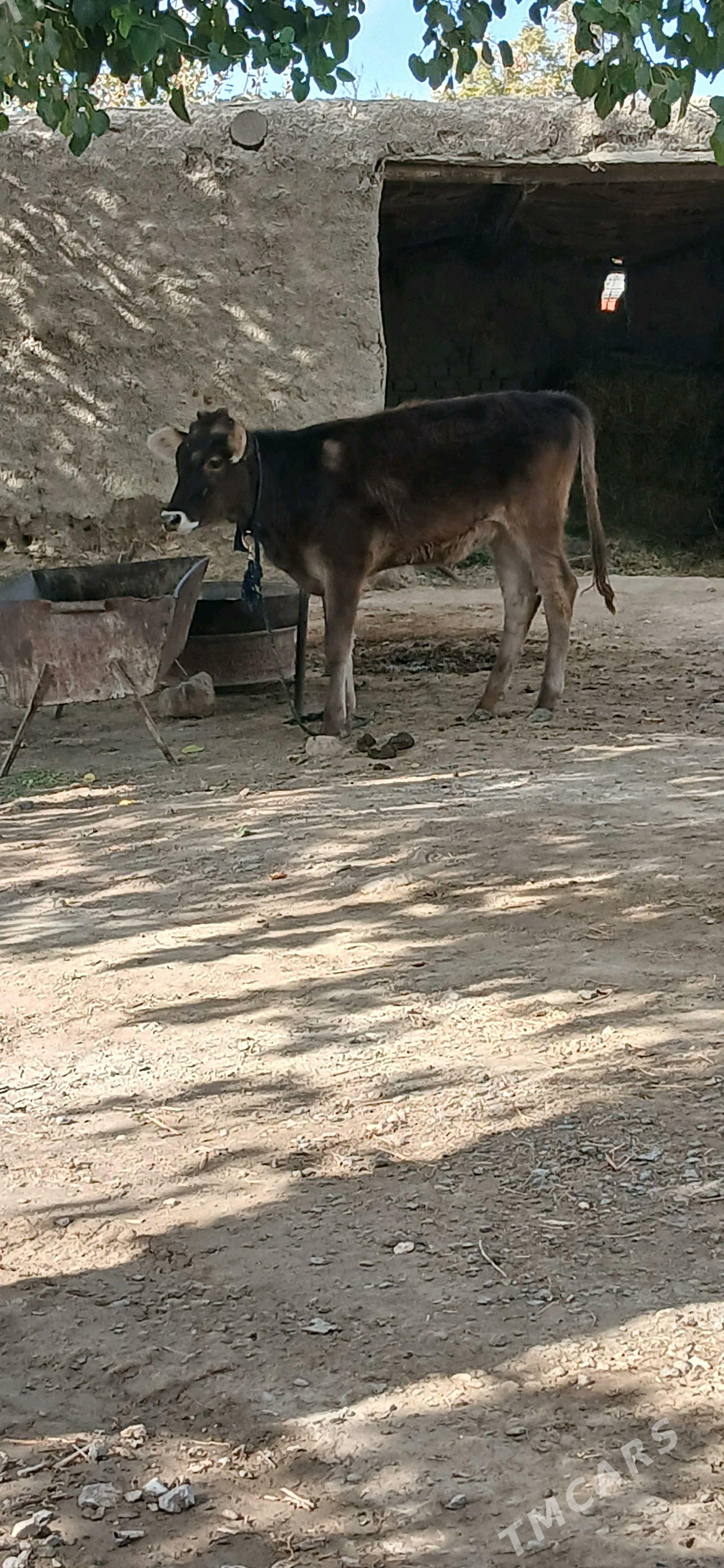 TÙWE - Bäherden - img 1