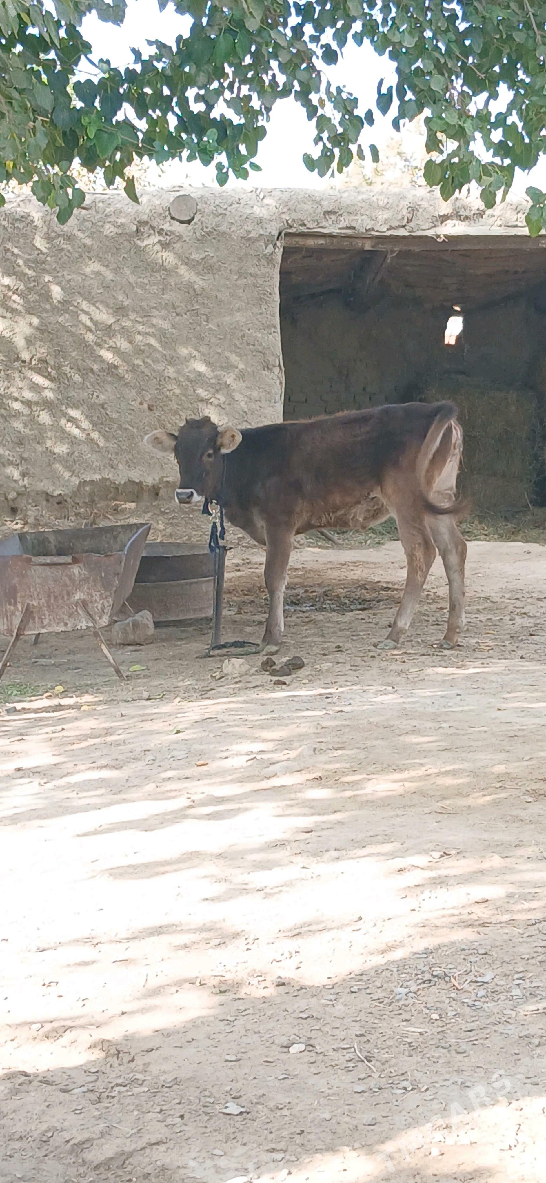 TÙWE - Bäherden - img 2