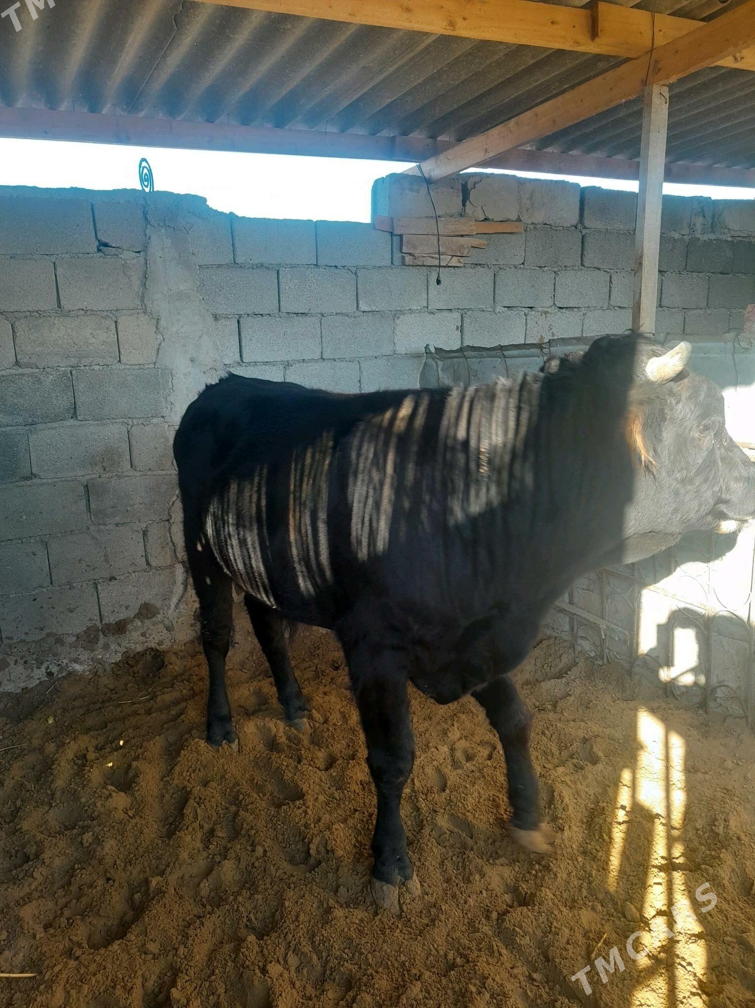 öküz - Gökdepe - img 2