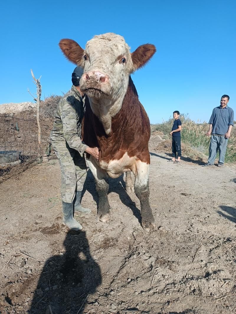 Simmental öküz - Халач - img 5