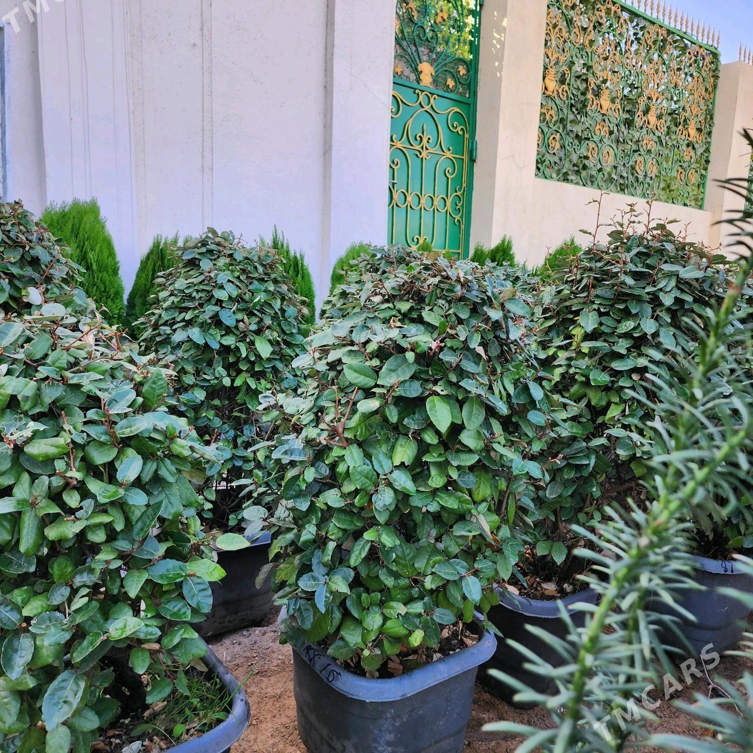 dekoratiw baglar - Çoganly - img 6