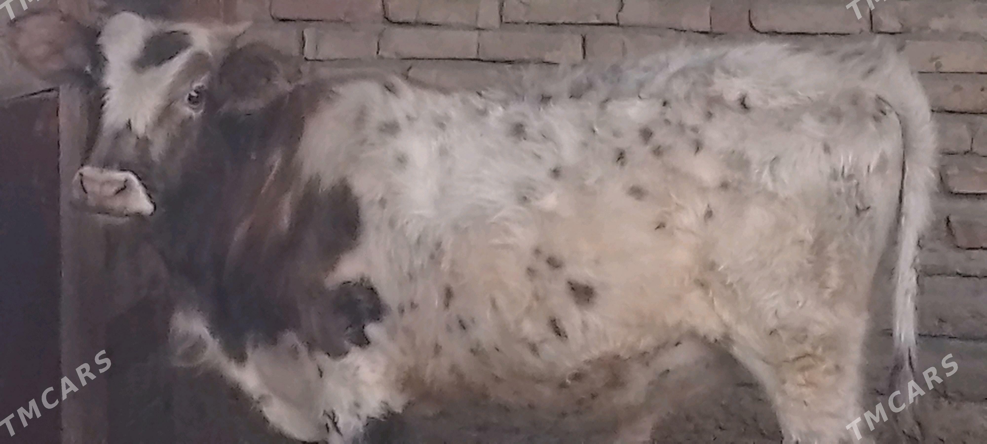 okuz - Bäherden - img 2