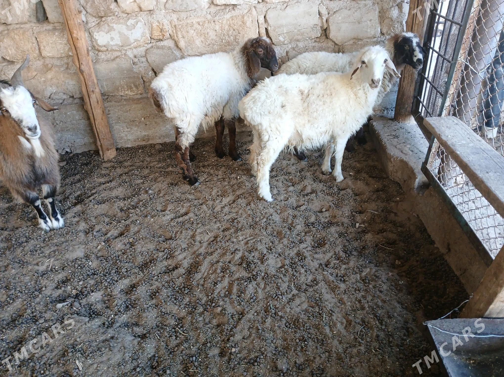 tokly - Balkanabat - img 1