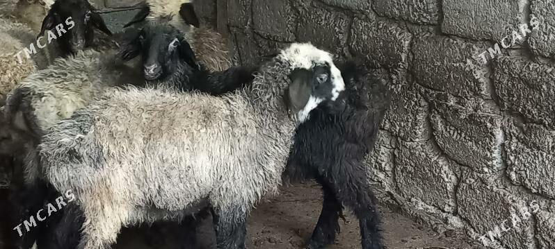 Tokly berre - Hitrowka - img 3